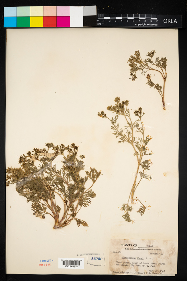 Ammoselinum popei image
