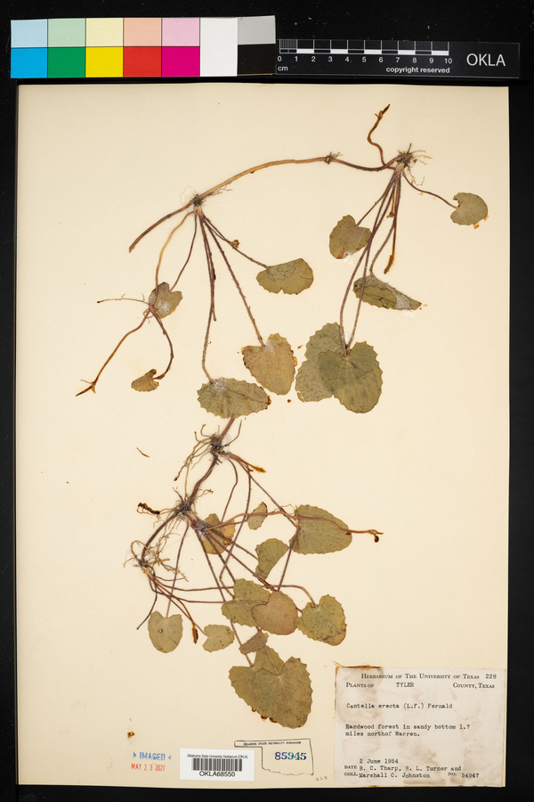 Centella erecta image