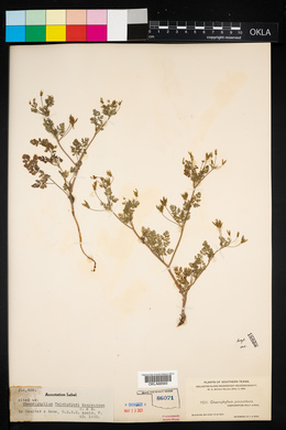 Chaerophyllum tainturieri var. dasycarpum image