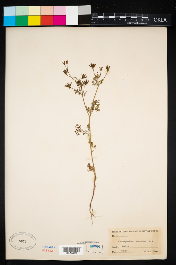 Chaerophyllum image
