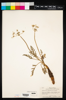 Cymopterus macrorhizus image