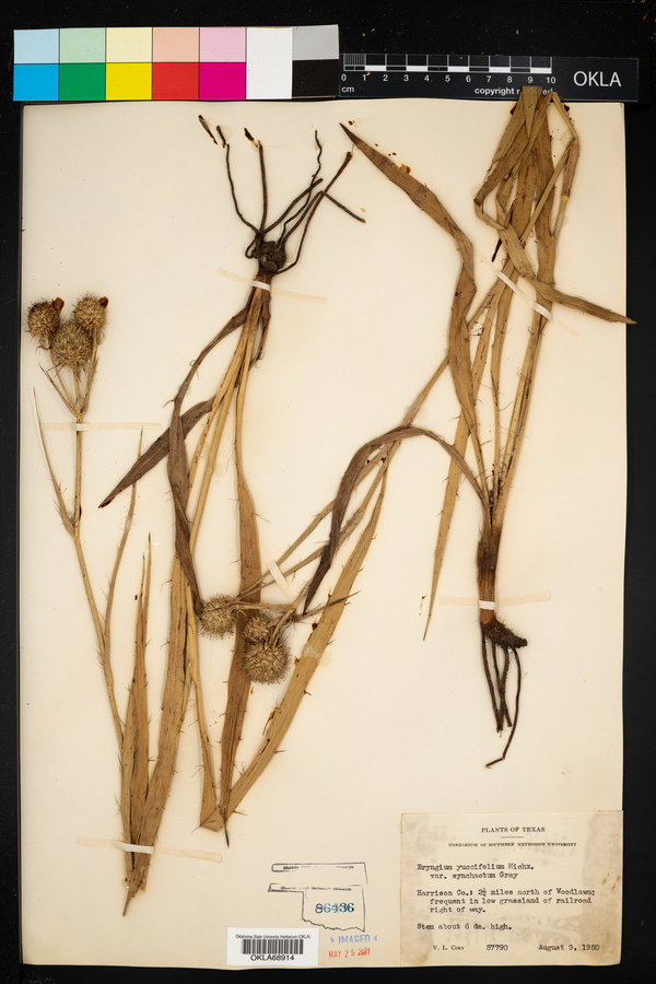 Eryngium yuccifolium var. synchaetum image