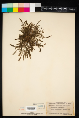 Cynosciadium pinnatum image