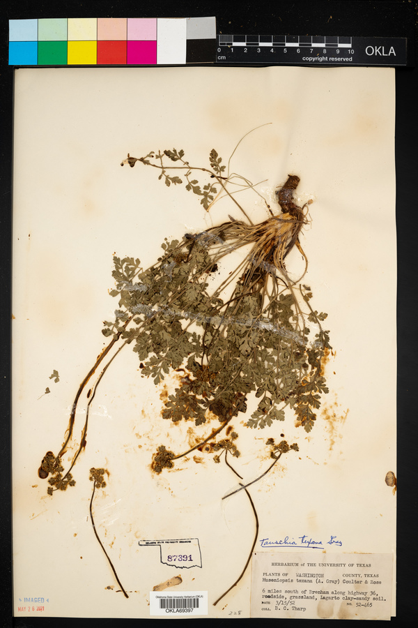 Tauschia image