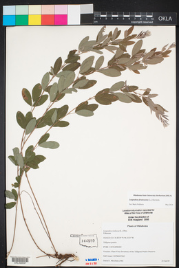 Lespedeza frutescens image