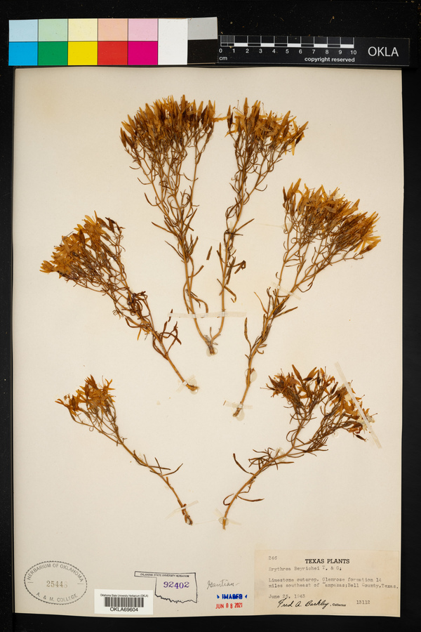 Erythraea image