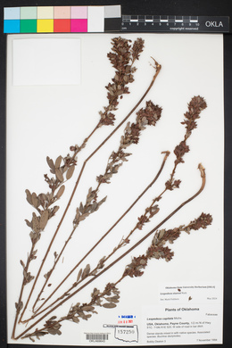 Lespedeza stuevei image