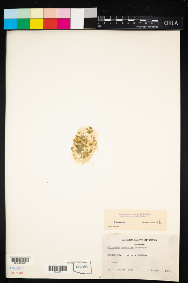 Lemna aequinoctialis image