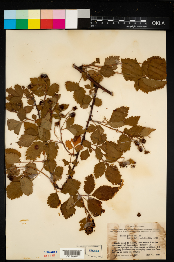 Rubus putus image