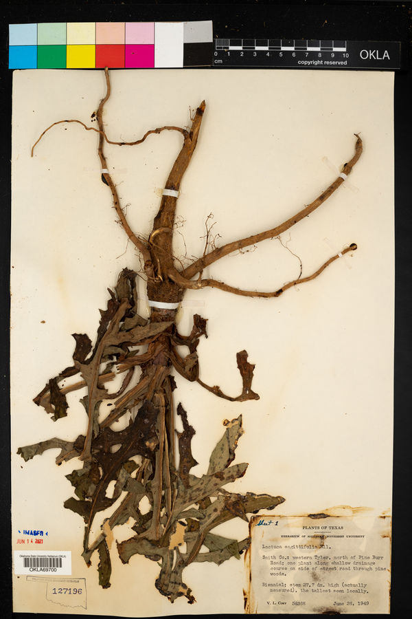 Lactuca canadensis image