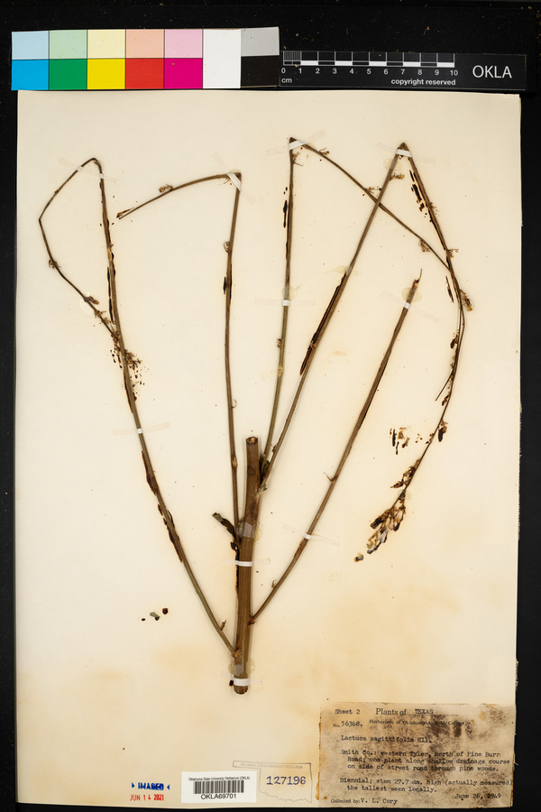 Lactuca canadensis image