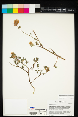 Trifolium vesiculosum image