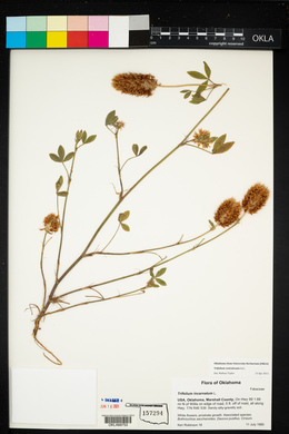 Trifolium vesiculosum image