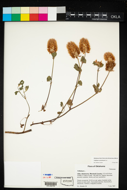 Trifolium vesiculosum image