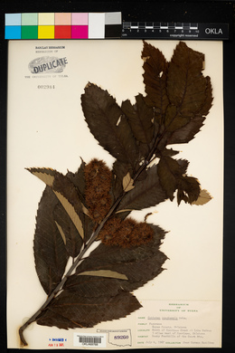 Castanea ozarkensis image