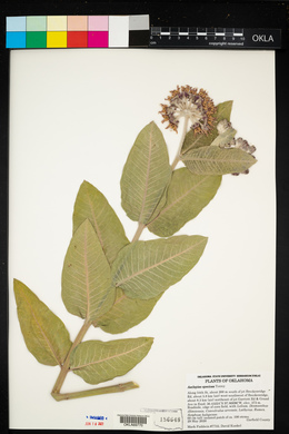 Asclepias speciosa image