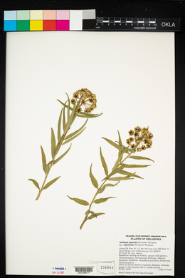 Asclepias asperula image