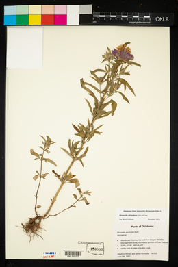 Monarda pectinata image