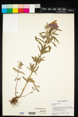 Monarda pectinata image