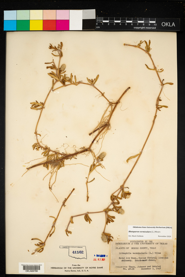 Blutaparon vermiculare image