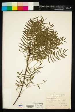 Prosopis juliflora var. glandulosa image