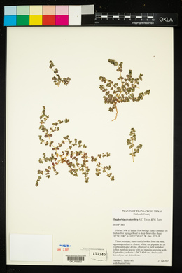 Euphorbia cryptorubra image