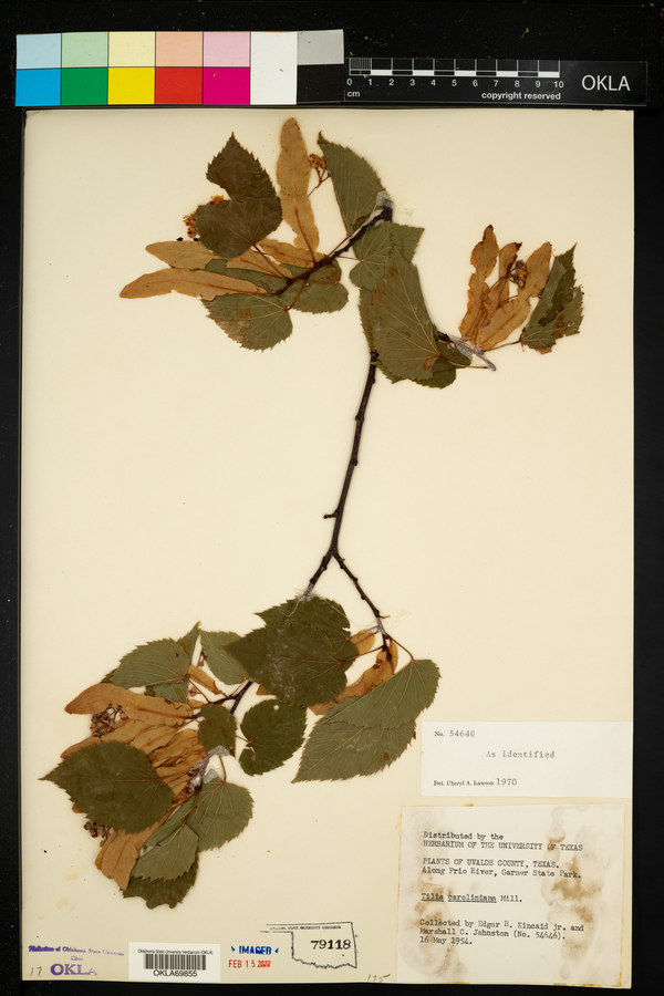 Tilia americana var. caroliniana image