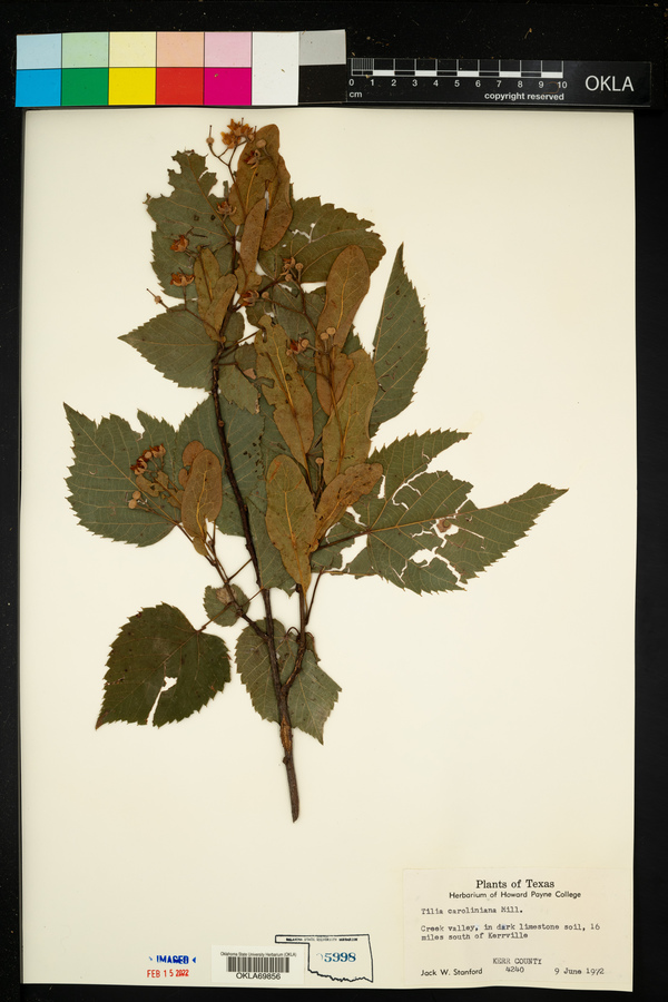 Tilia americana var. caroliniana image