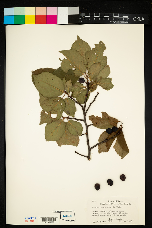 Prunus mexicana image