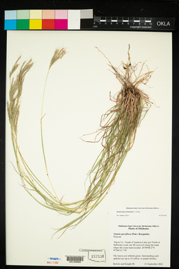 Bothriochloa ischaemum image