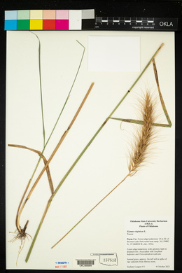 Elymus virginicus image