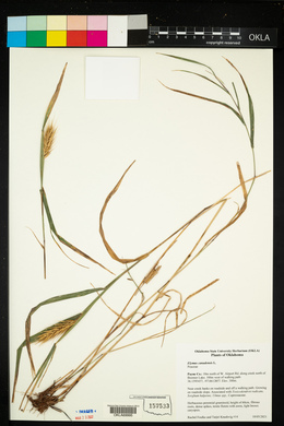 Elymus canadensis image
