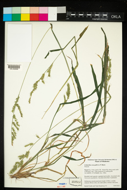 Echinochloa crus-galli image