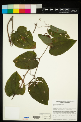 Smilax rotundifolia image