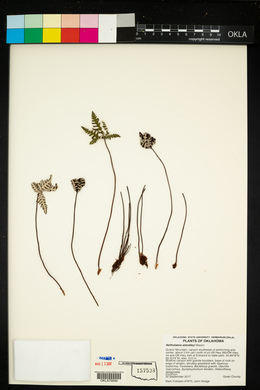 Notholaena standleyi image