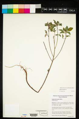 Euphorbia davidii image