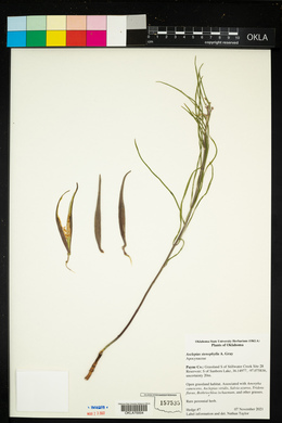 Asclepias stenophylla image