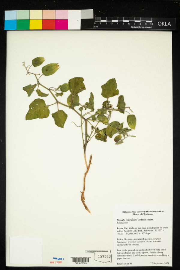 Physalis cinerascens image