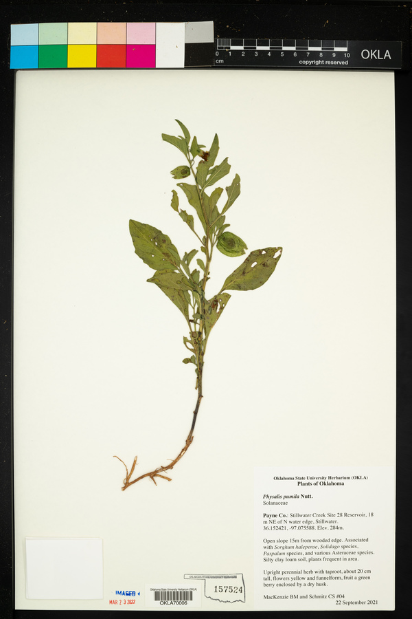 Physalis pumila image