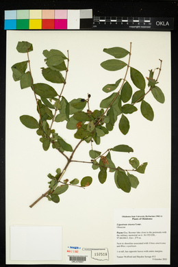 Ligustrum sinense image