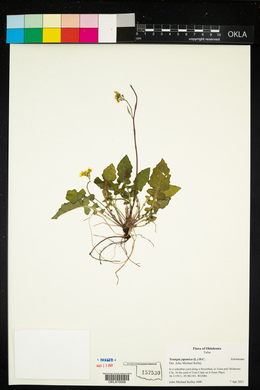 Youngia japonica image