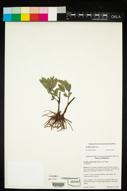 Ruellia humilis image
