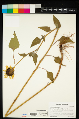 Helianthus annuus image