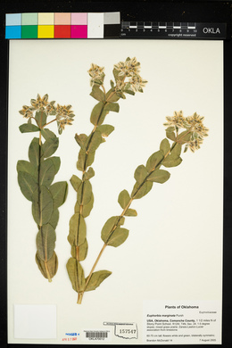 Euphorbia marginata image