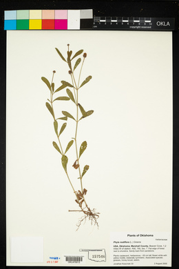Phyla nodiflora image