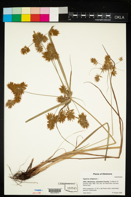 Cyperus strigosus image