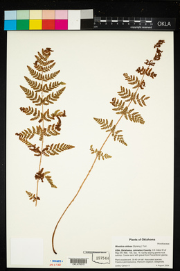 Woodsia obtusa image