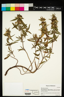 Monarda punctata image