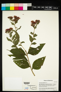 Vernonia baldwinii image