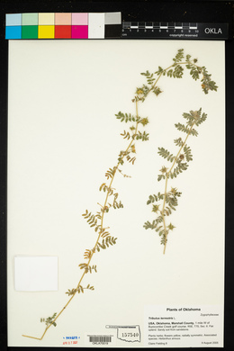 Tribulus terrestris image